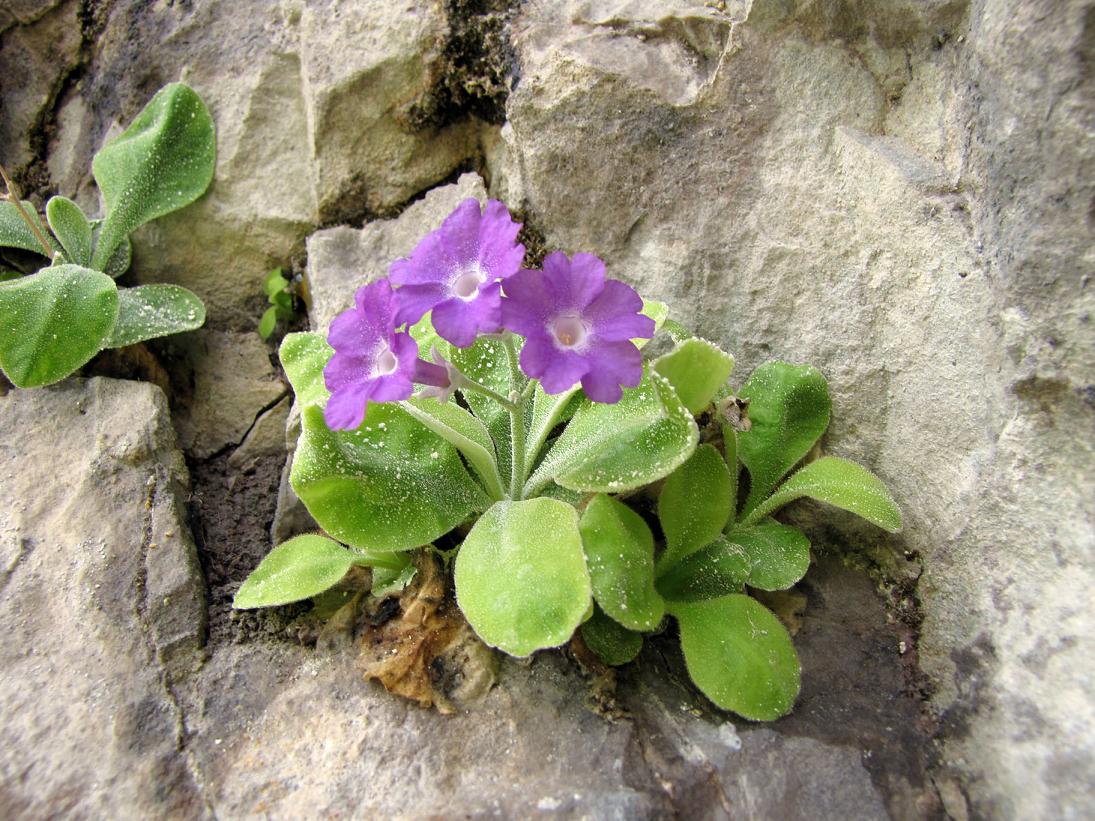 Primula albenensis / Primula del M. Alben